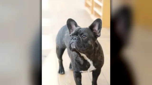 California couple seriously hurt in bear attack after their French bulldog dies trying to save them